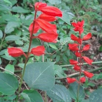 Salvia splendens Flower