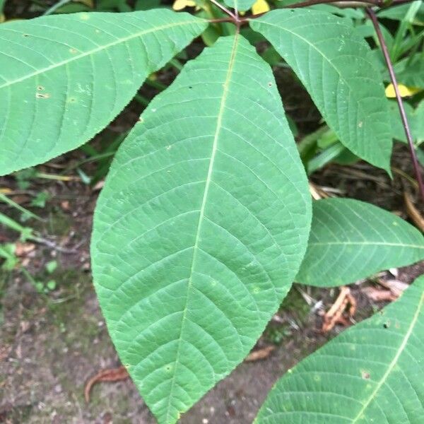 Aesculus parviflora Frunză