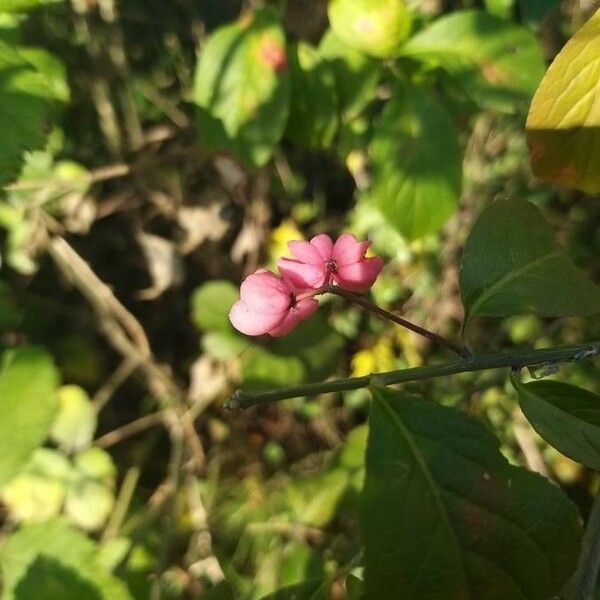 Euonymus latifolius പുഷ്പം