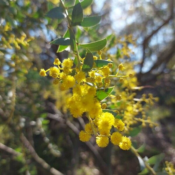 Acacia cultriformis फूल