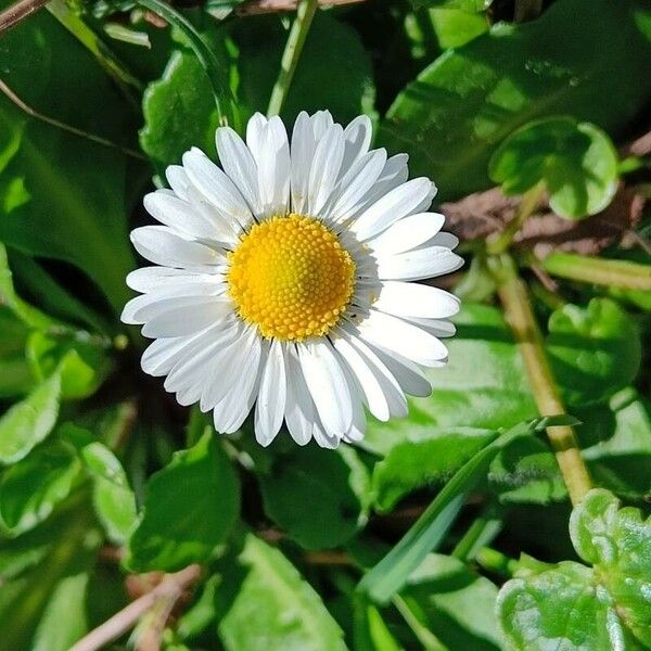 Bellis annua Fleur