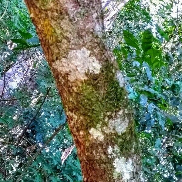 Cabralea canjerana Bark