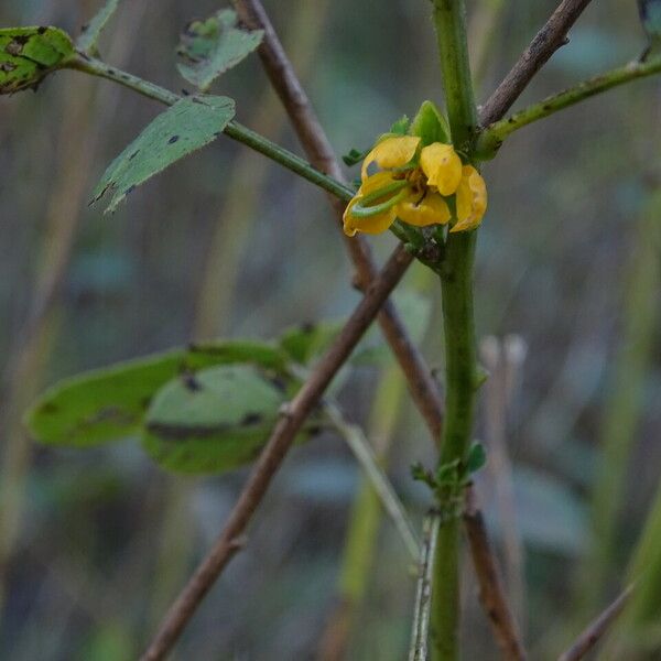 Senna obtusifolia Кора