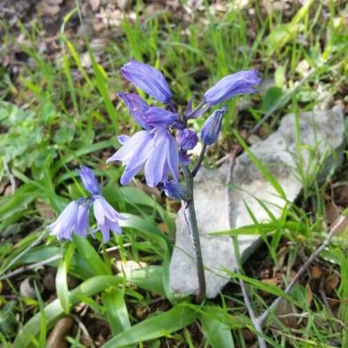 Hyacinthoides non-scripta Flor