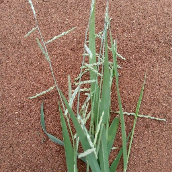 Urochloa leersioides Flower