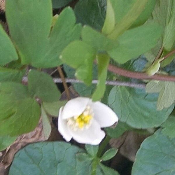 Isopyrum thalictroides Flower