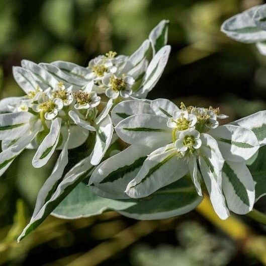 Euphorbia marginata Flower