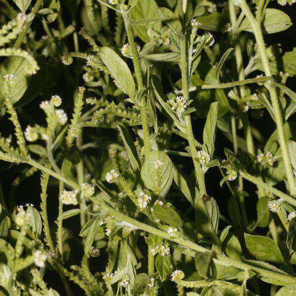 Euploca procumbens Συνήθη χαρακτηριστικά