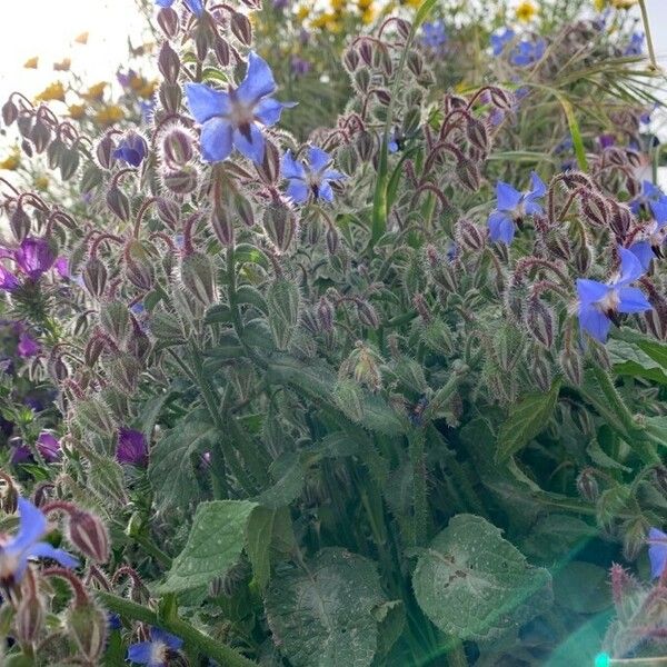 Borago officinalis Flower