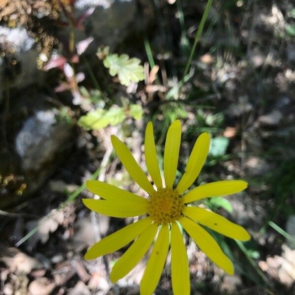 Senecio provincialis പുഷ്പം