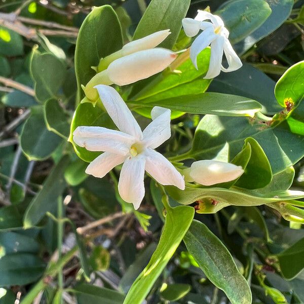 Jasminum neocaledonicum 花