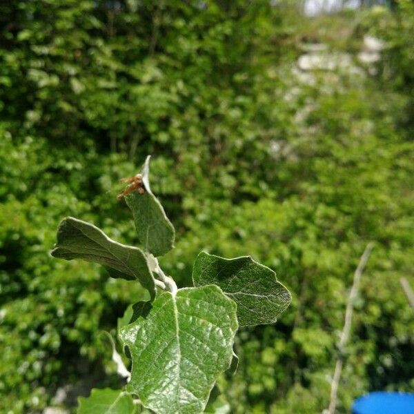 Populus alba List