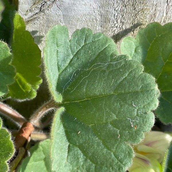 Asarina procumbens Blad