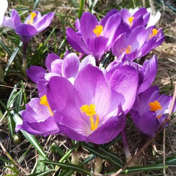 Crocus vernus Květ