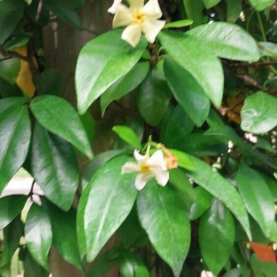 Trachelospermum asiaticum Floare