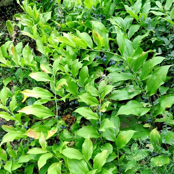 Polygonatum latifolium Habit