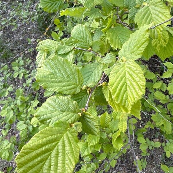 Corylus cornuta Лист