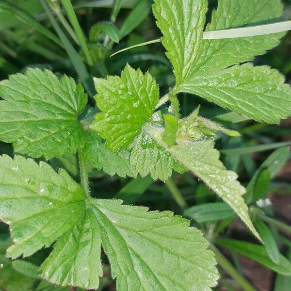 Geum macrophyllum Hostoa