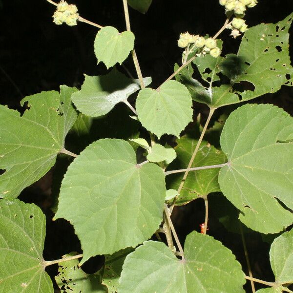 Allosidastrum pyramidatum Blad