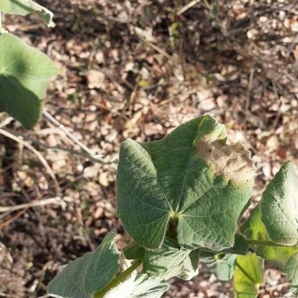 Abutilon hirtum Foglia