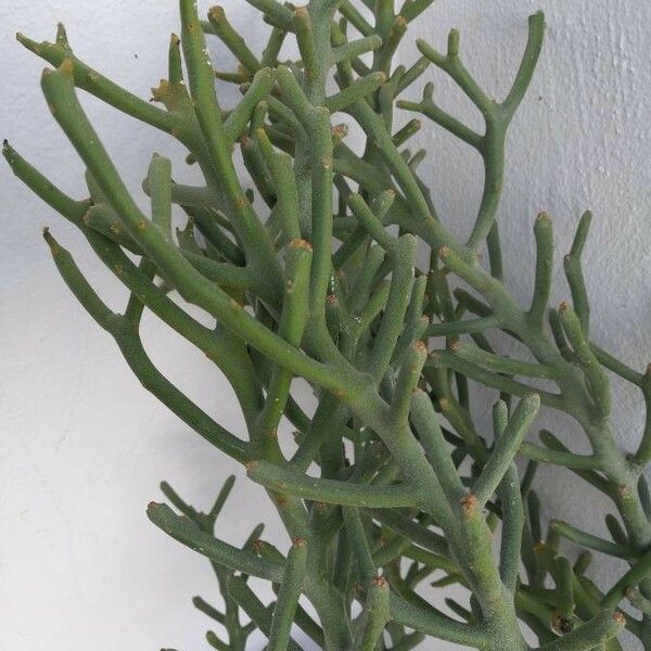 Euphorbia fiherenensis Folha