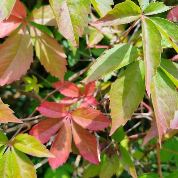 Parthenocissus quinquefolia Листок