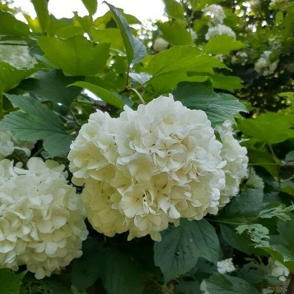 Viburnum opulus Žiedas