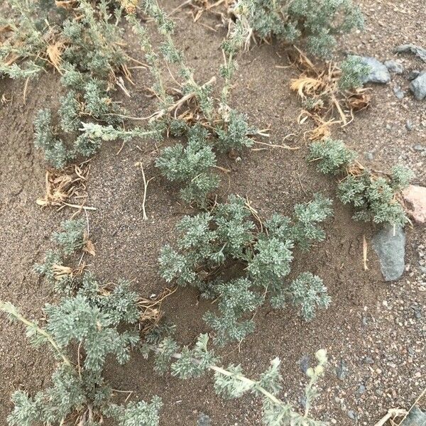 Artemisia frigida Levél