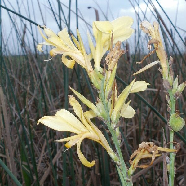 Canna glauca 花