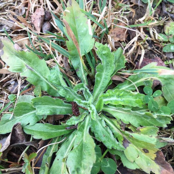 Erigeron floribundus Leaf