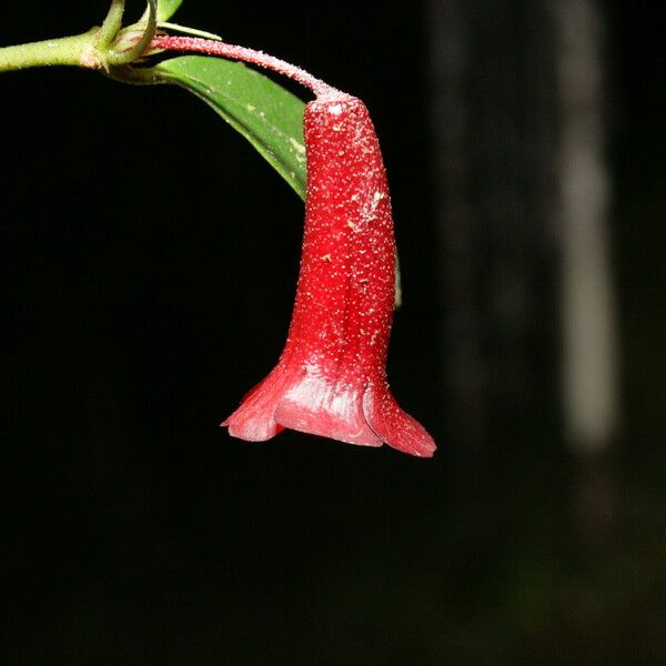 Rhododendron rubrobracteatum Flower