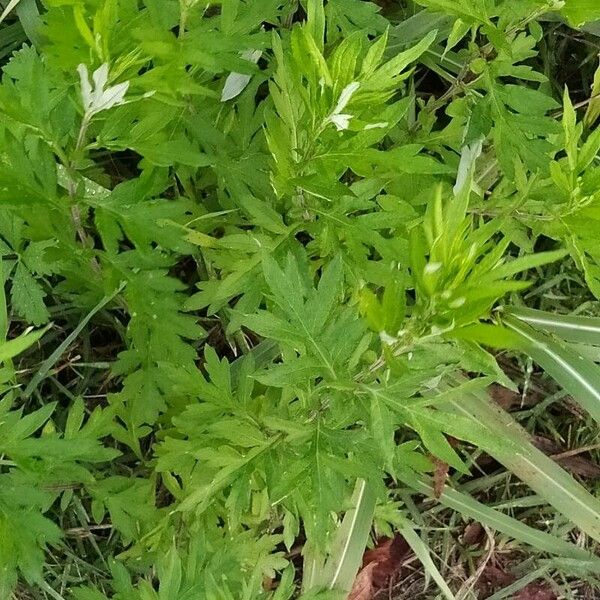 Artemisia vulgaris 葉