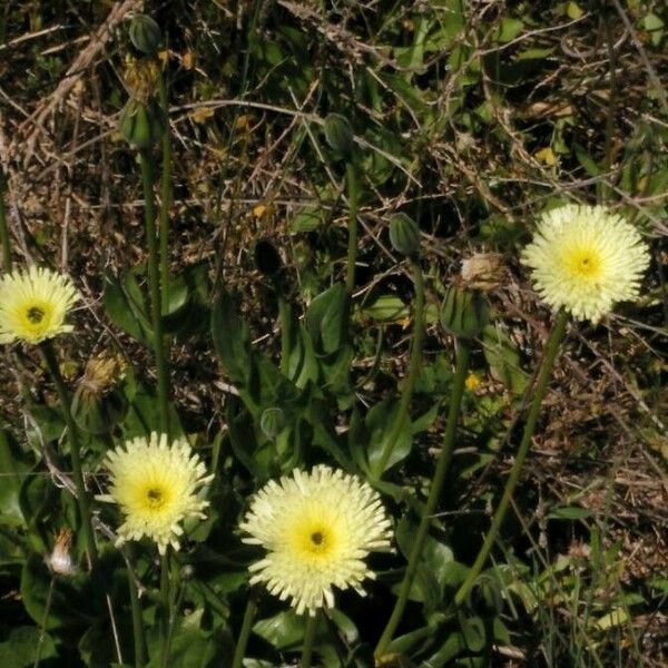 Urospermum dalechampii Habitus