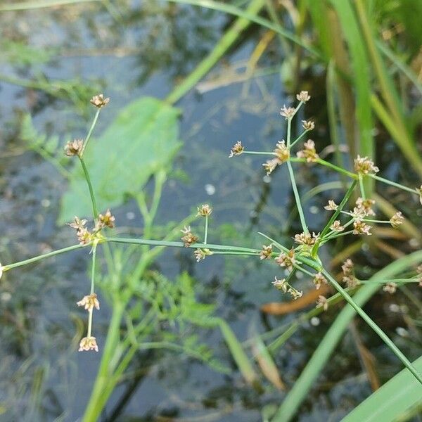 Juncus articulatus Flower