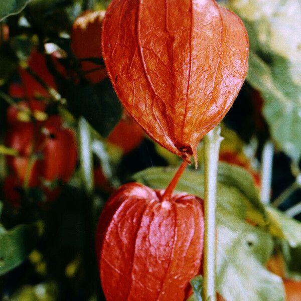 Alkekengi officinarum ফল