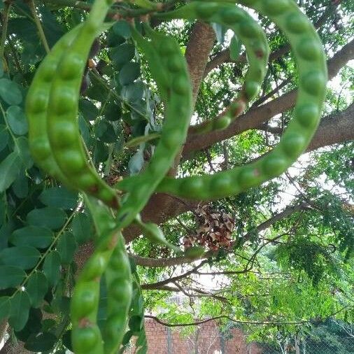 Adenanthera pavonina Fruit