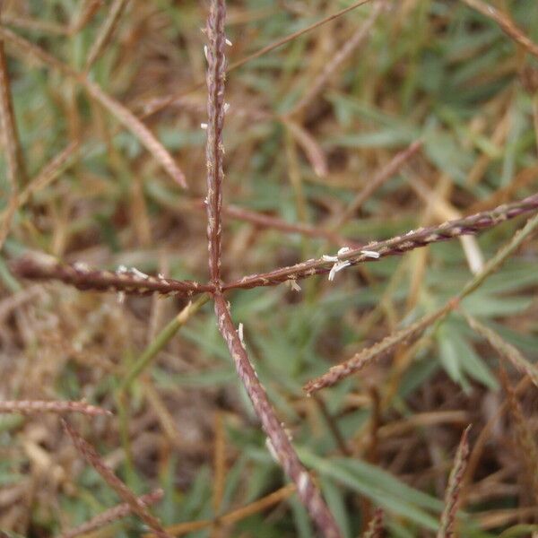 Cynodon dactylon Flor