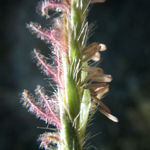 Heteropogon contortus Flower