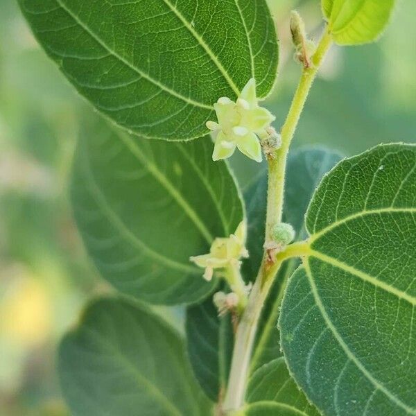 Ziziphus spina-christi Blomma