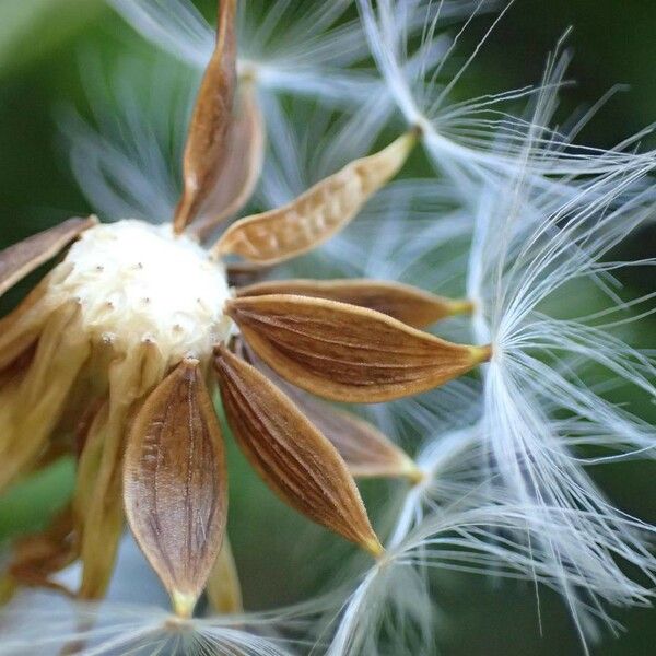 Lactuca plumieri 果実