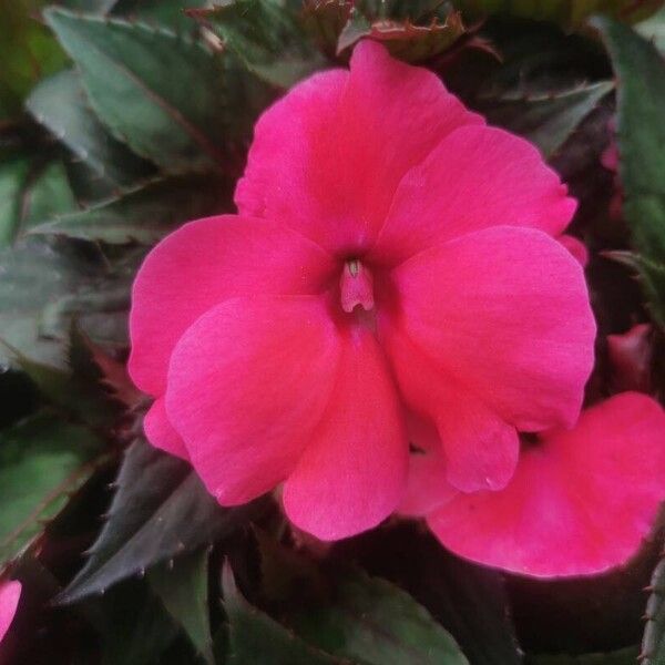 Impatiens hawkeri Кветка