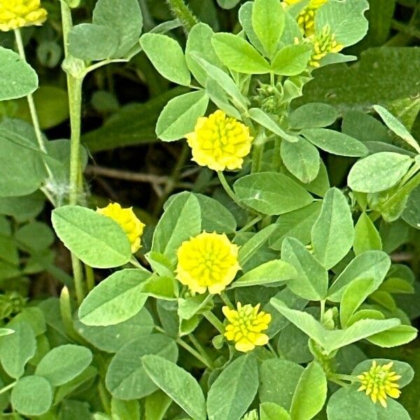 Trifolium aureum Flower