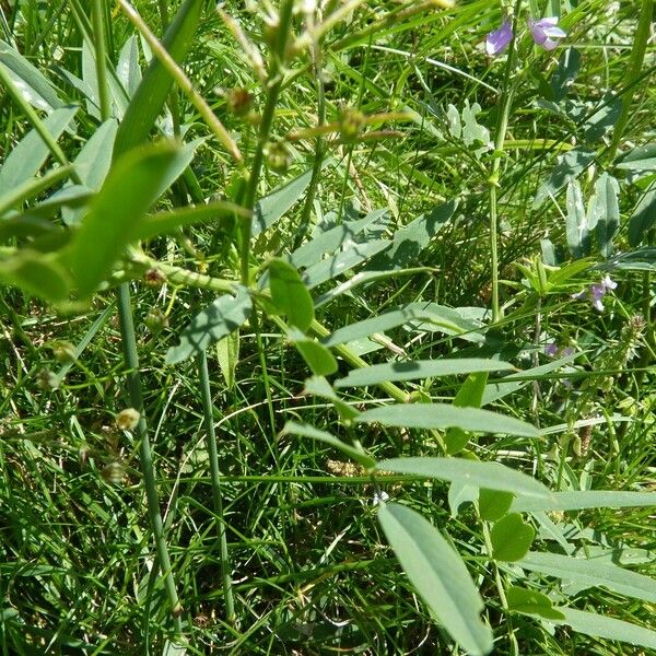 Galega officinalis List