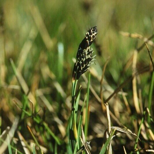 Carex atrofusca Інше