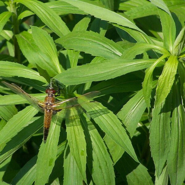 Solidago altissima Blatt