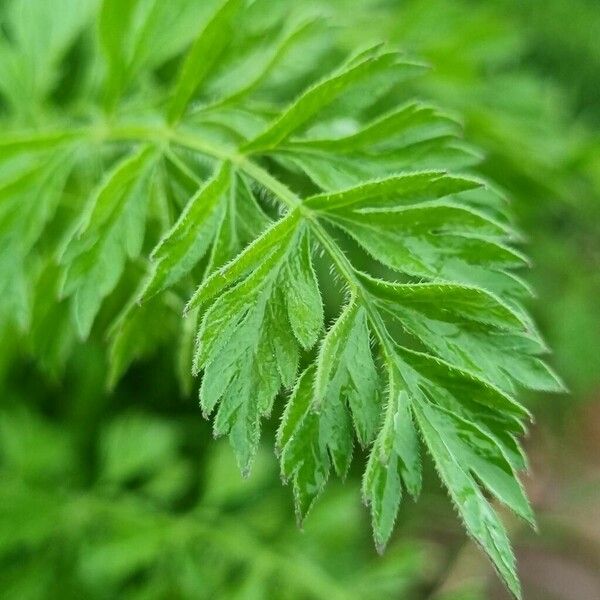 Torilis nodosa Leaf