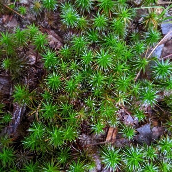 Plantago subulata Лист