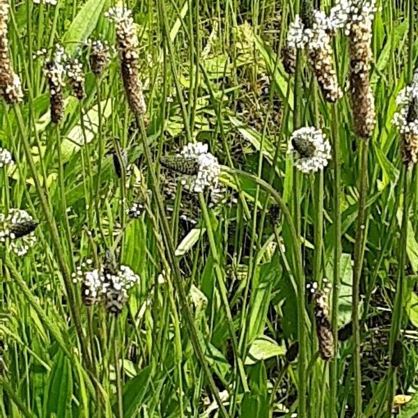 Plantago argentea Habitat