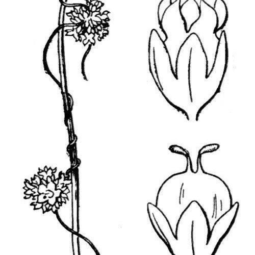 Cuscuta epilinum Sonstige