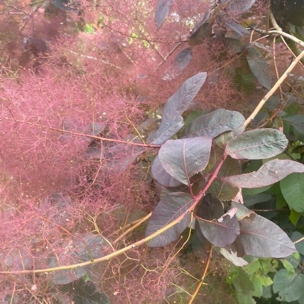 Cotinus obovatus Leaf